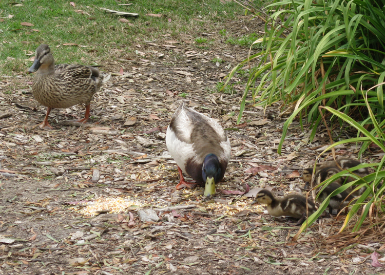 Ducks Of Old Ranch April 2009