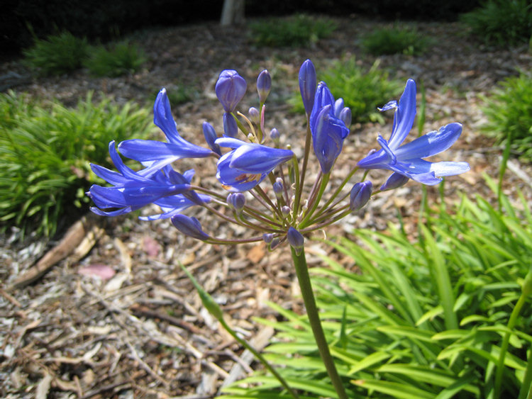 Old Ranch Flowers & Plants