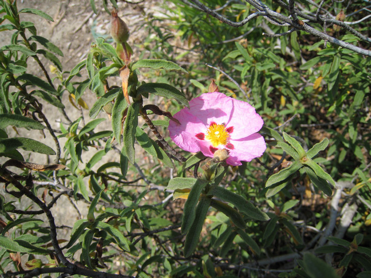 Old Ranch Flowers & Plants