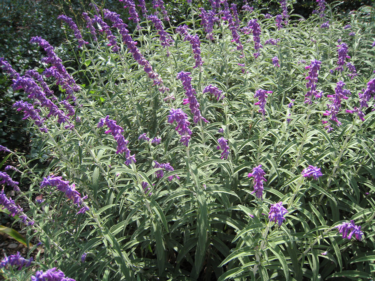 Old Ranch Flowers & Plants