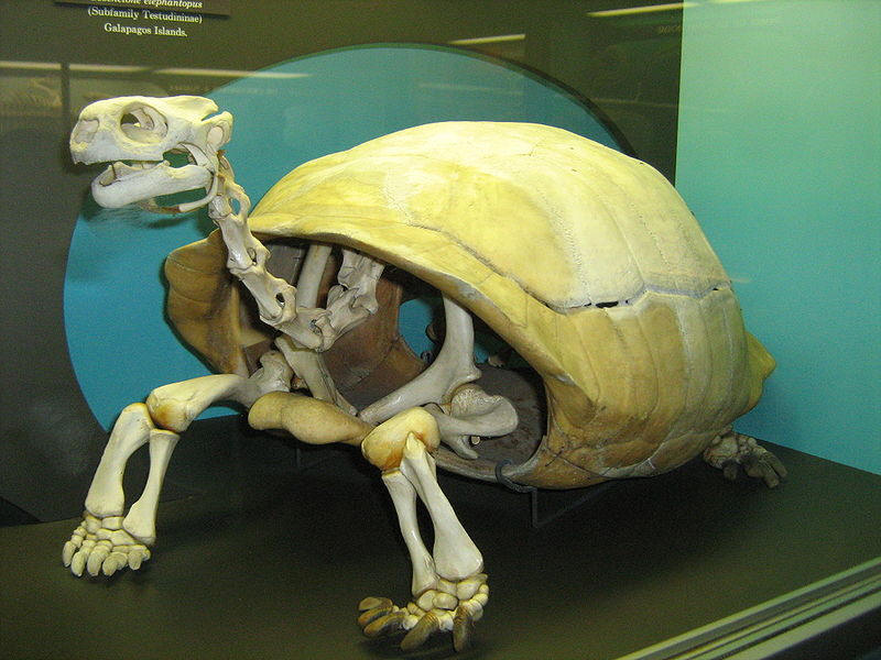 Turtle Skeleton