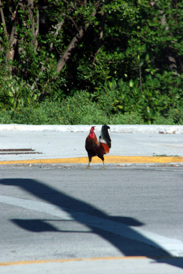 Chicken crossing
