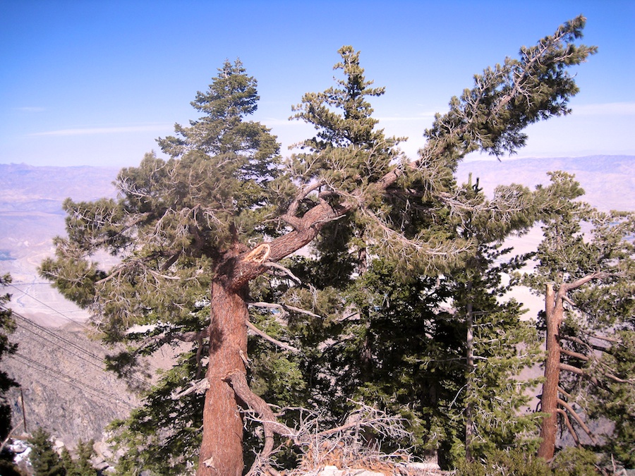 March 1st 2012 visit to the Palm Springs Tramway!