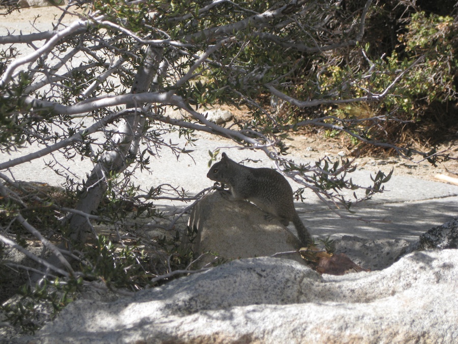 Palm Springs Aerial Tramway visit 2/24/2014