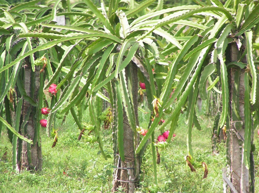 Dancing in the tropics with the Rondeliers 7/10/2015