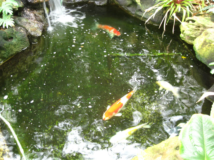 Lunch and a walk through Sherman Gardens in Corona Del Mar January 22, 2015