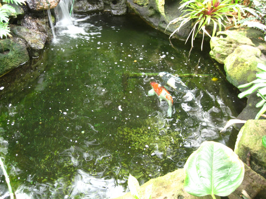 Lunch and a walk through Sherman Gardens in Corona Del Mar January 22, 2015