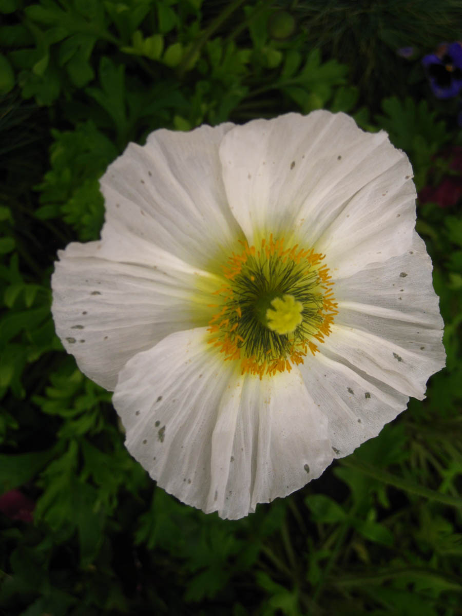 Lunch and a walk through Sherman Gardens in Corona Del Mar January 22, 2015