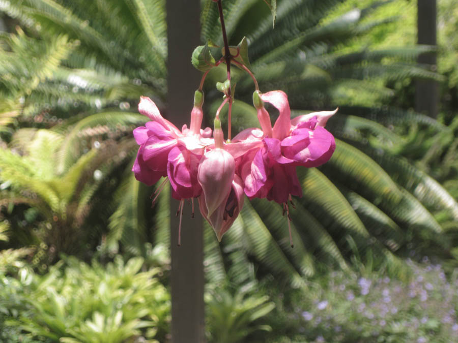 Visiting the South Coast Botanical Garden June 3rd 2015