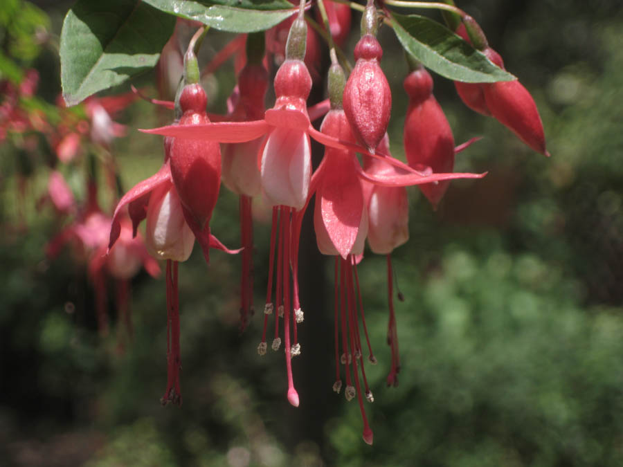 Visiting the South Coast Botanical Garden June 3rd 2015