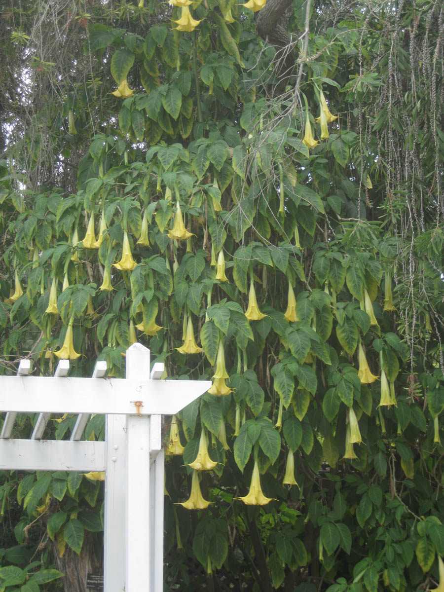 Visiting the South Coast Botanical Garden June 3rd 2015