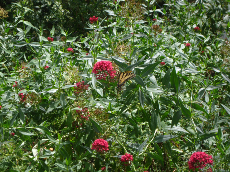 Visiting the South Coast Botanical Garden June 3rd 2015