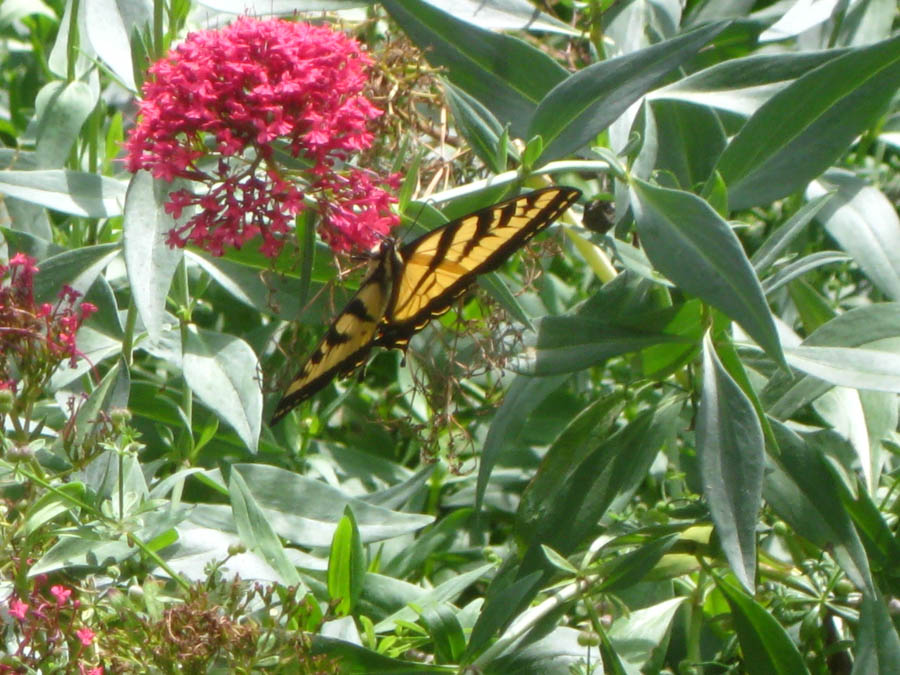 Visiting the South Coast Botanical Garden June 3rd 2015