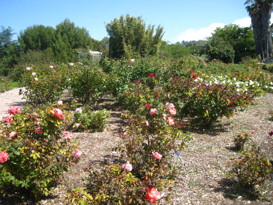 Visiting the South Coast Botanical Garden June 3rd 2015