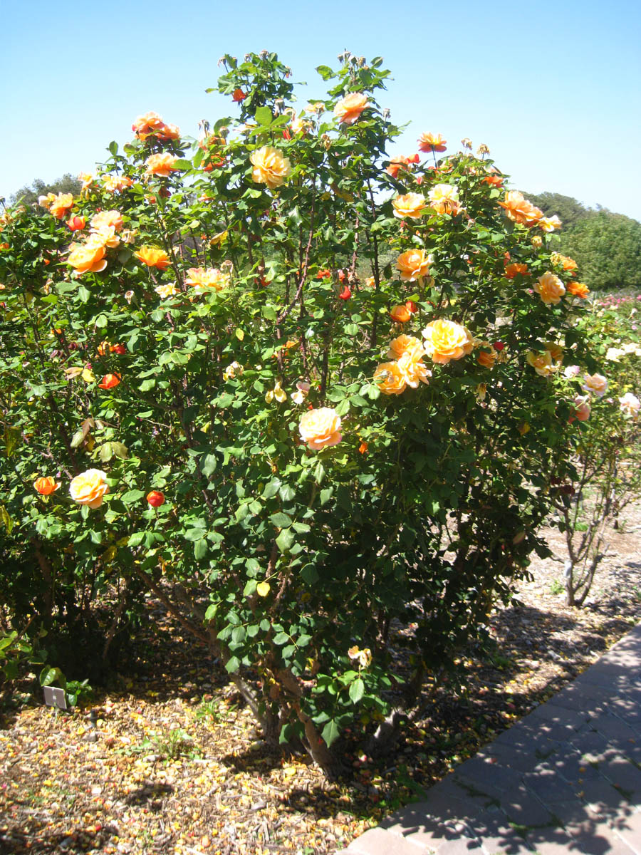 Visiting the South Coast Botanical Garden June 3rd 2015