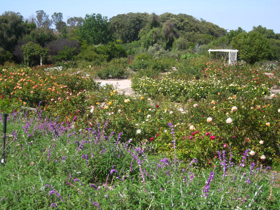 Visiting the South Coast Botanical Garden June 3rd 2015