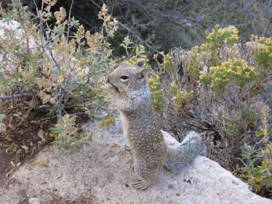 Little visitors to the Grand Canyon