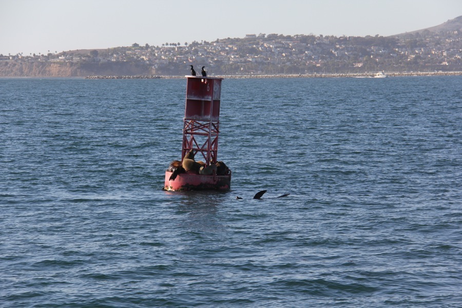 Sailing the bounding main December 2013