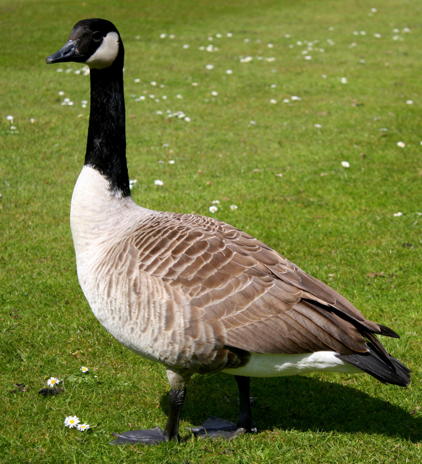 Canadian Goose