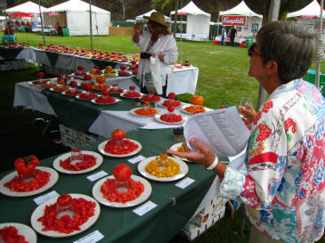 Tasting Tomatos