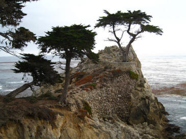 Lone Cypress In Real Life