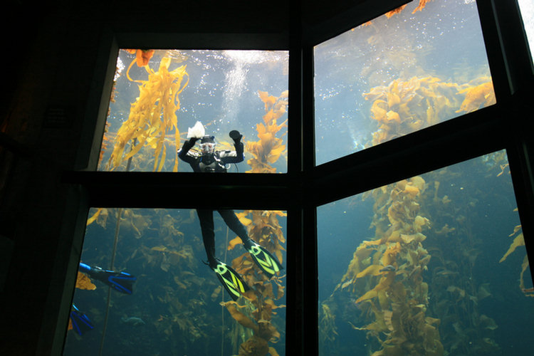 Monterey Aquarium - 2008