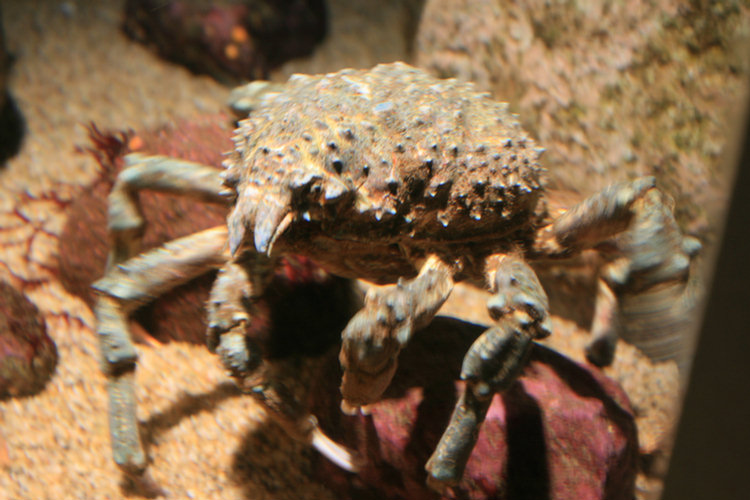 Monterey Aquarium - 2008