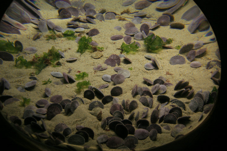 Monterey Aquarium - 2008