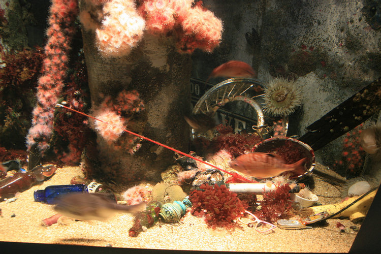 Monterey Aquarium - 2008