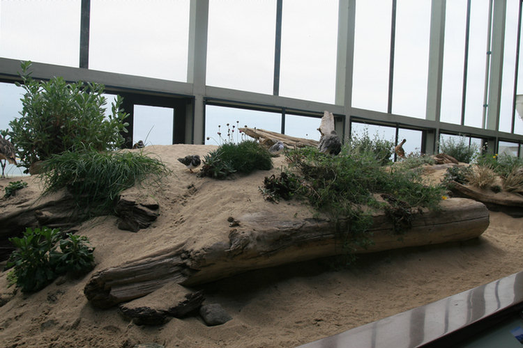 Monterey Aquarium - 2008