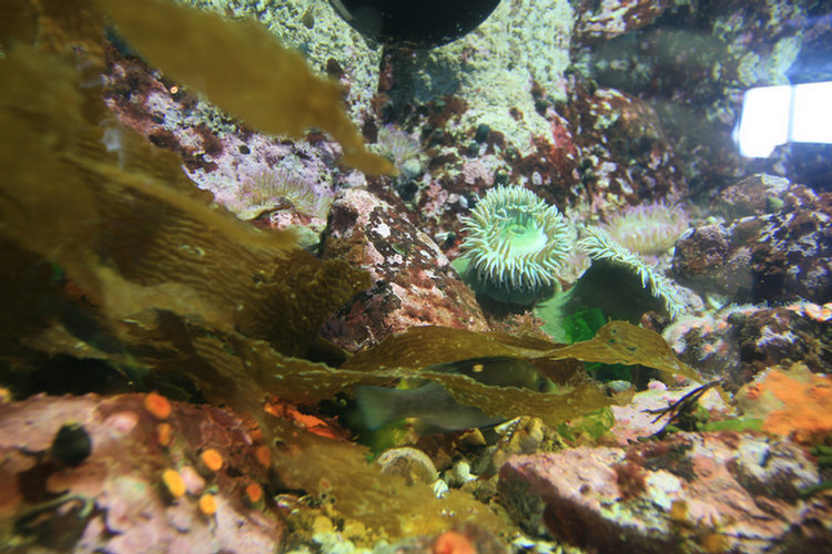 Monterey Aquarium - 2008