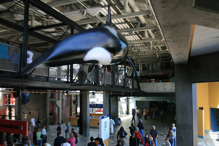 Monterey Aquarium - 2008