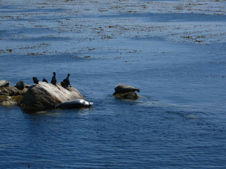 Monterey Aquarium Lunch Time