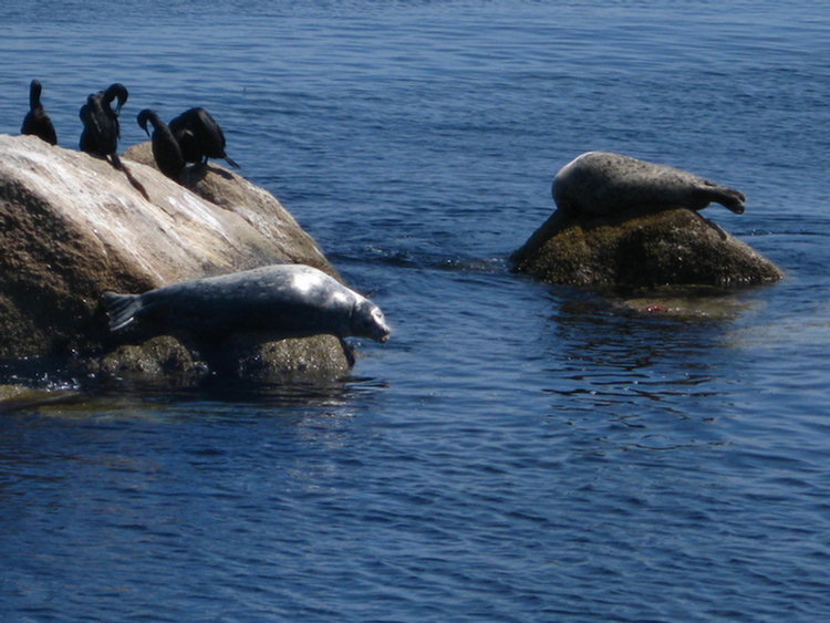 Monterey Aquarium Lunch Time