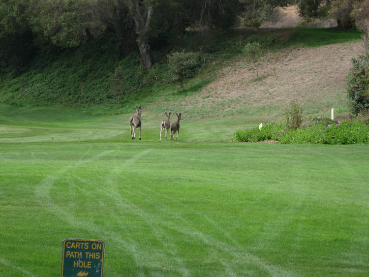 Tomatofest Round One Of Golf