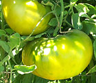 Heirloom tomato