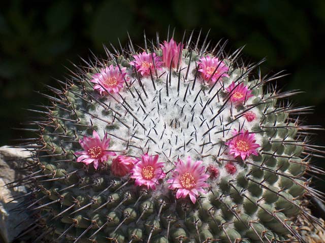 Cacti