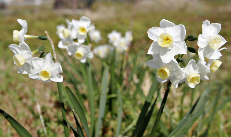 Daffodils