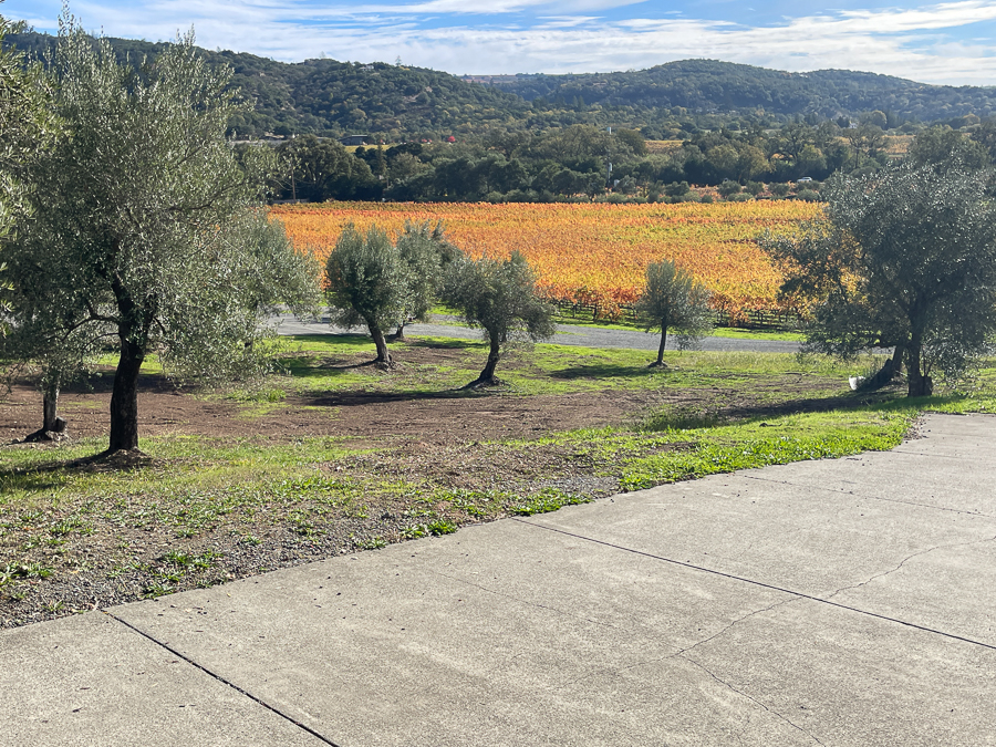 Sonoma wineries