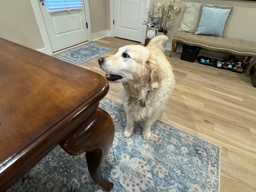 2024-04-16 Savannah To Soddy-Daisy