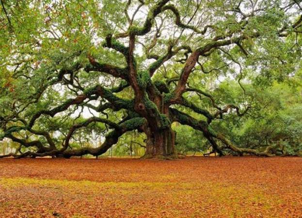 Beaautiful Trees