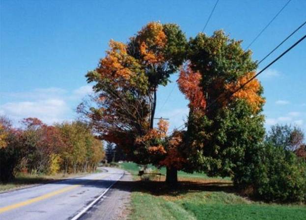 Beaautiful Trees